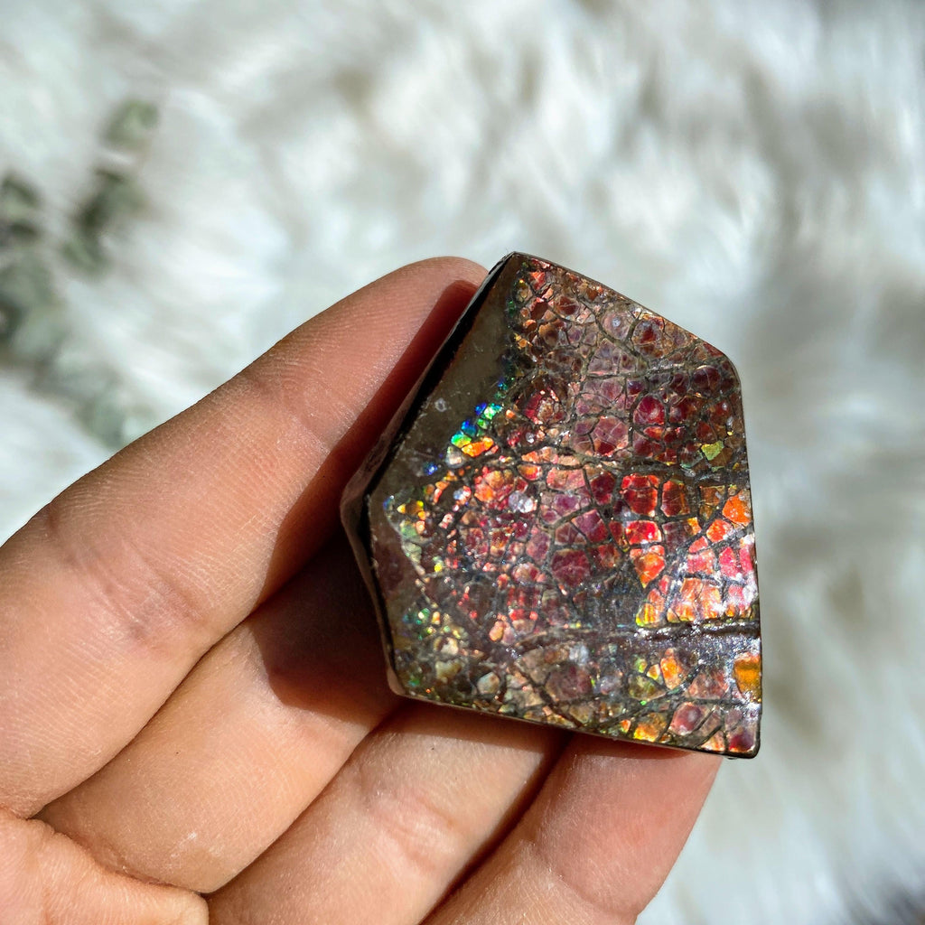 Rare Double Sided Flashes!  Colorful Alberta Ammolite Fossil Chunky Specimen - Earth Family Crystals