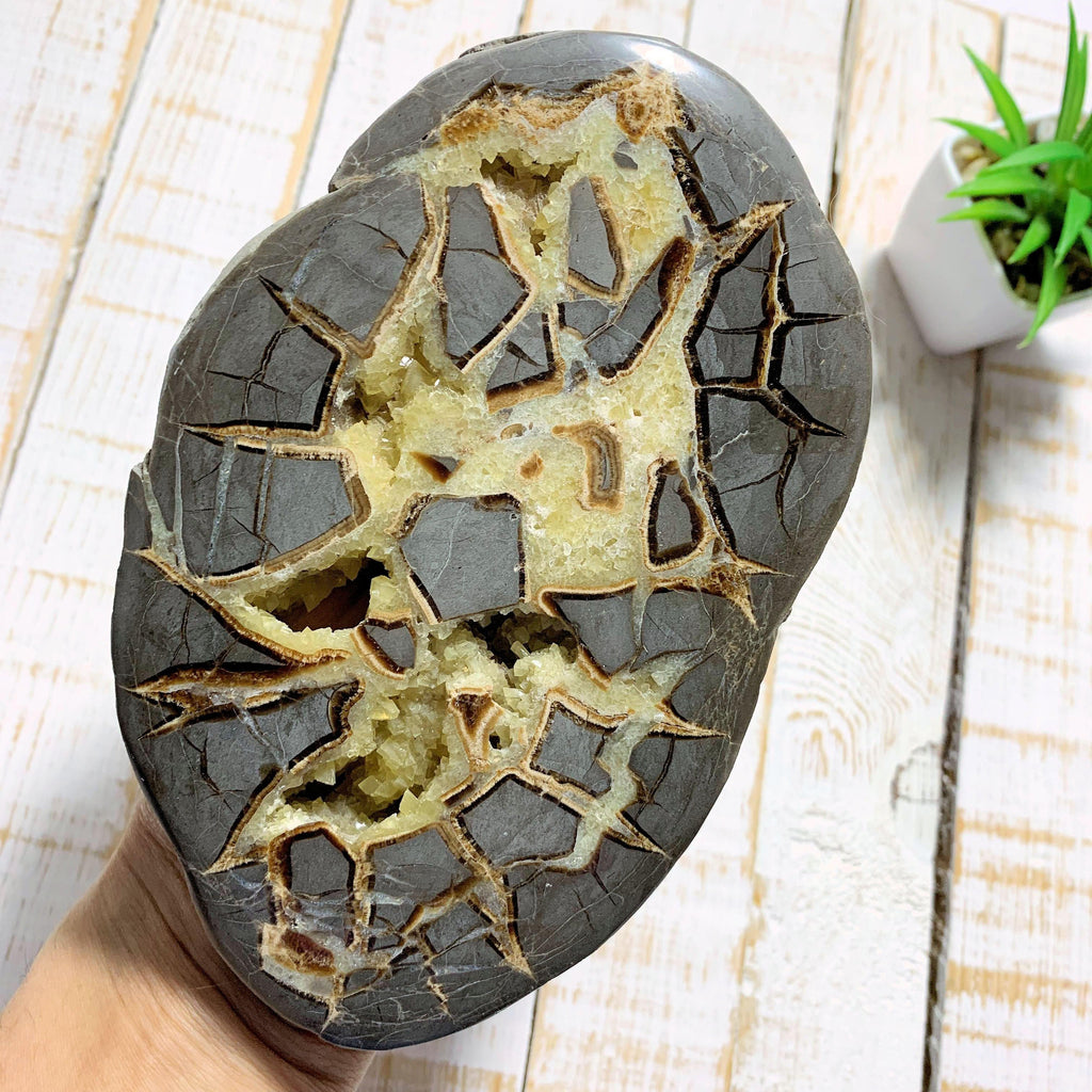 Gorgeous Large Septarian With Yellow Druzy Calcite Caves (One Side Polished) From Utah - Earth Family Crystals