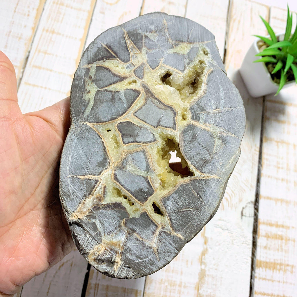Gorgeous Large Septarian With Yellow Druzy Calcite Caves (One Side Polished) From Utah - Earth Family Crystals