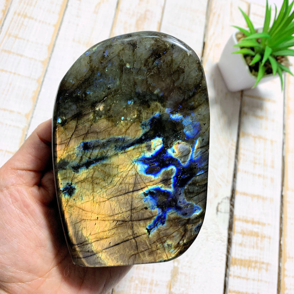Golden & Blue Flashes Labradorite Specimen *REDUCED* - Earth Family Crystals