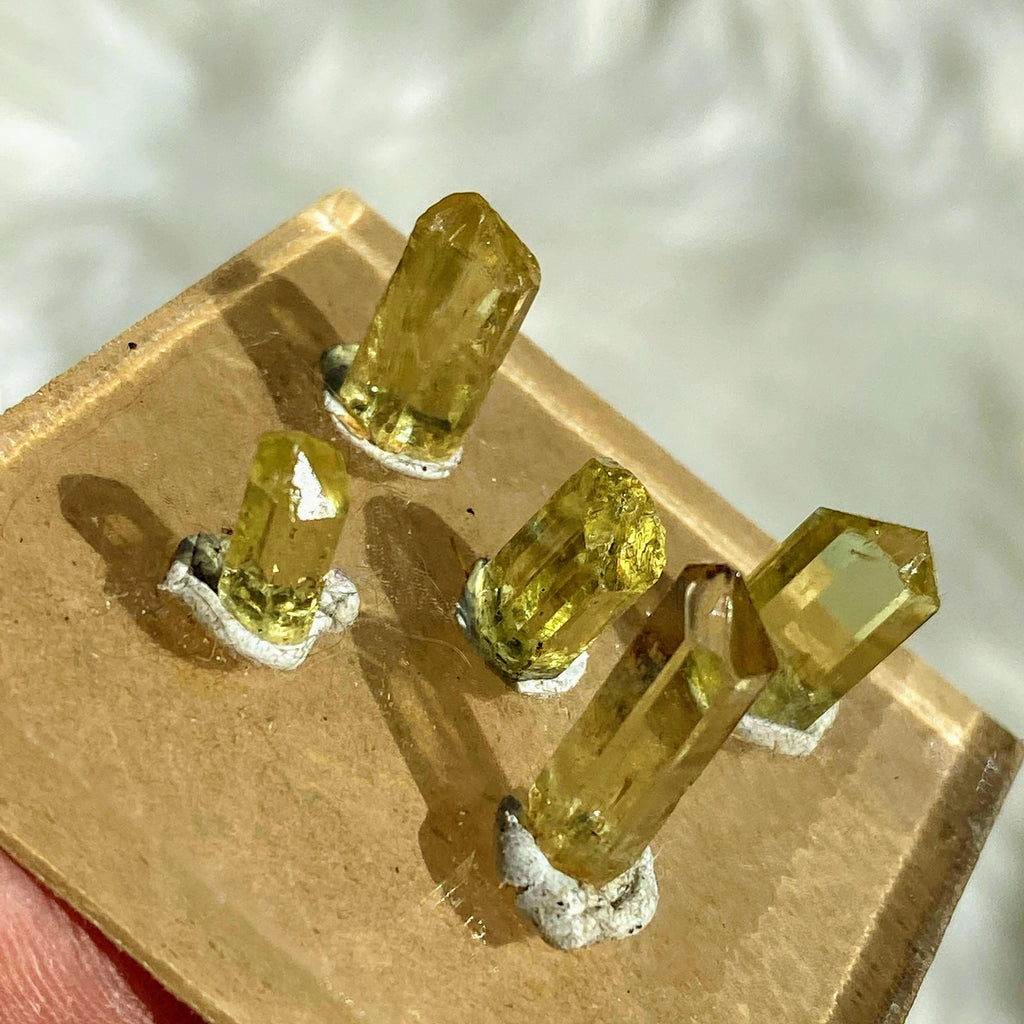 Set of 5 Gemmy High Grade Golden Apatite Mini Points on Collectors Tray -Locality: Mexico - Earth Family Crystals