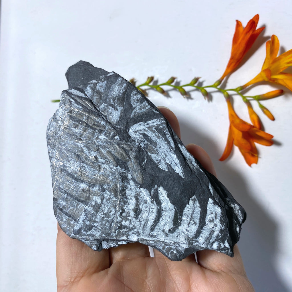 Natural Fern Fossil Display Specimen - Earth Family Crystals