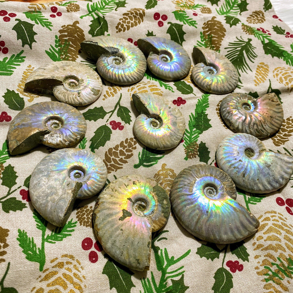 One Incredible Chunky Natural Rainbow Ammonite Specimen From Madagascar - Earth Family Crystals