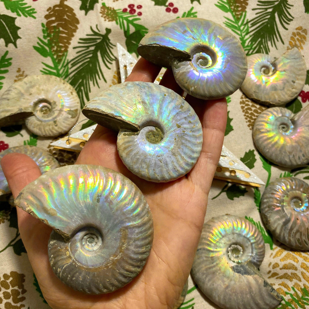 One Incredible Chunky Natural Rainbow Ammonite Specimen From Madagascar - Earth Family Crystals