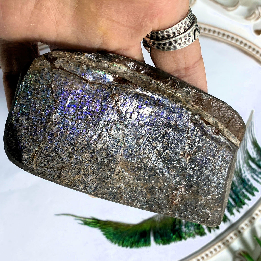Rare Purple Flashes Chunky Ammolite Fossil Specimen ~Locality Alberta, Canada - Earth Family Crystals