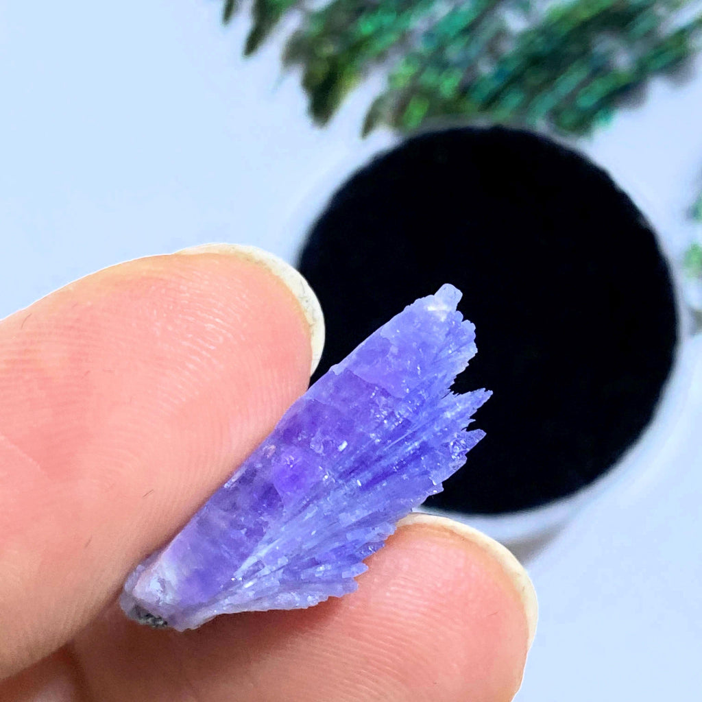 16.5ct Fanned Gemmy Natural Tanzanite Specimen in Collectors Box - Earth Family Crystals