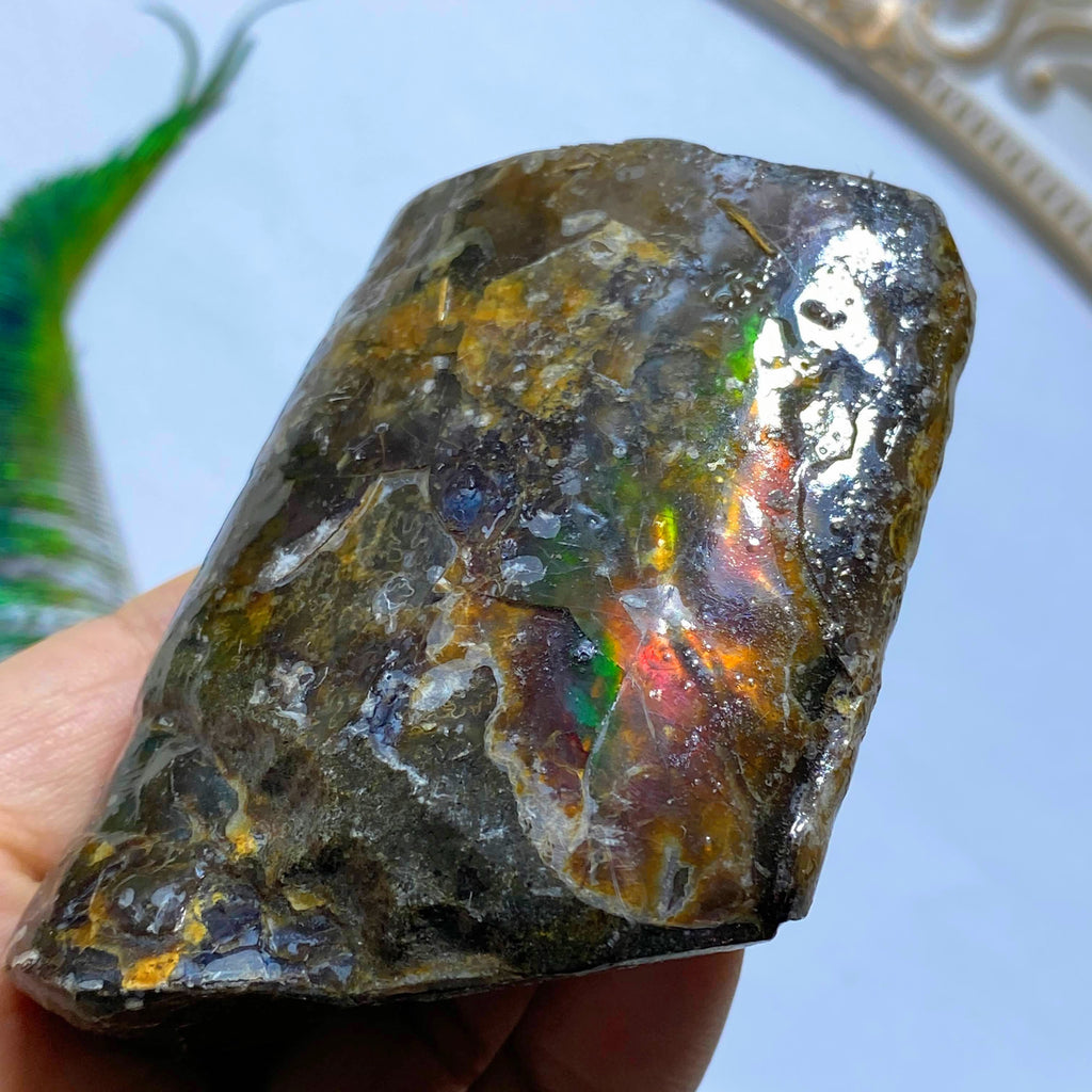 Flashy & Chunky Genuine Natural Alberta Ammolite Fossil Free Form Specimen - Earth Family Crystals