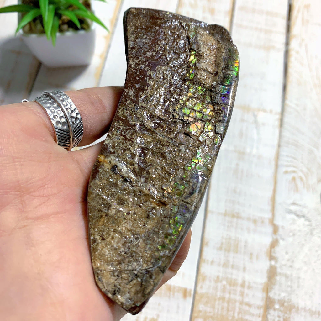 Chunky Alberta Ammolite Fossil Free Form Hand Held Specimen (Partially Glazed) - Earth Family Crystals