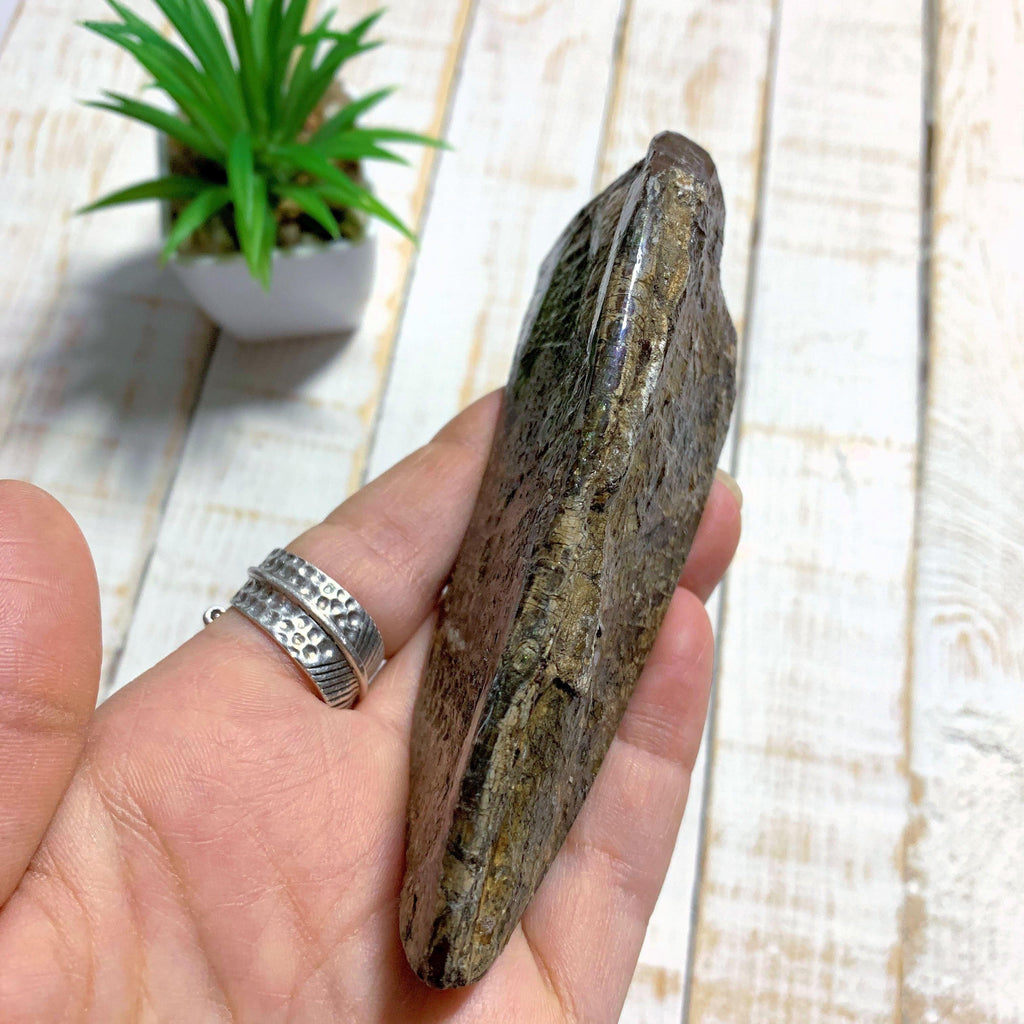 Chunky Alberta Ammolite Fossil Free Form Hand Held Specimen (Partially Glazed) - Earth Family Crystals