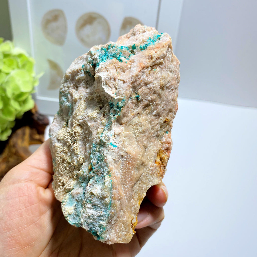 Gemmy Natural Dioptase Crystals Nestled in Chunky Rock Matrix~Locality Namibia - Earth Family Crystals
