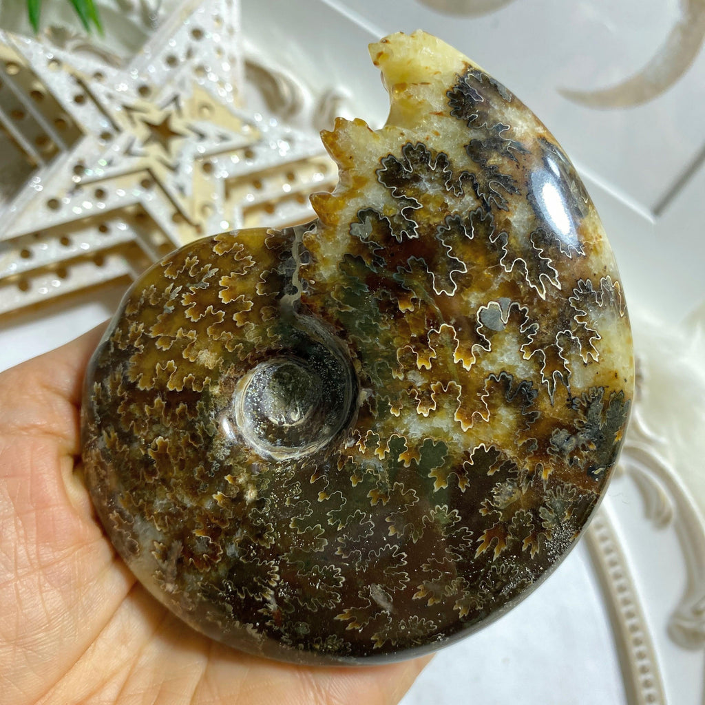 Stunning Leafy Patterns! Large Ammonite Suture Fossil Polished Specimen From Madagascar #1 - Earth Family Crystals