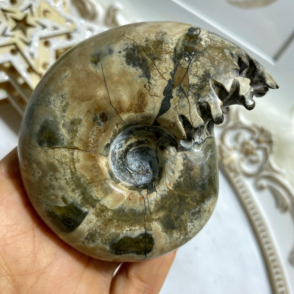 Chunky Ammonite Suture Fossil Polished Specimen From Madagascar - Earth Family Crystals