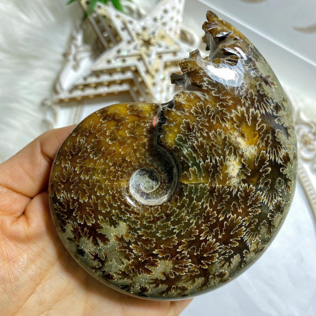 Stunning Leafy Patterns! Large Ammonite Suture Fossil Polished Specimen From Madagascar #2 - Earth Family Crystals