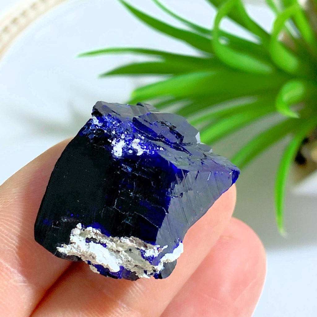 Amazing & Rare! Gemmy Dark Blue Azurite Crystal Formation From Milpillas Mine, Mexico - Earth Family Crystals