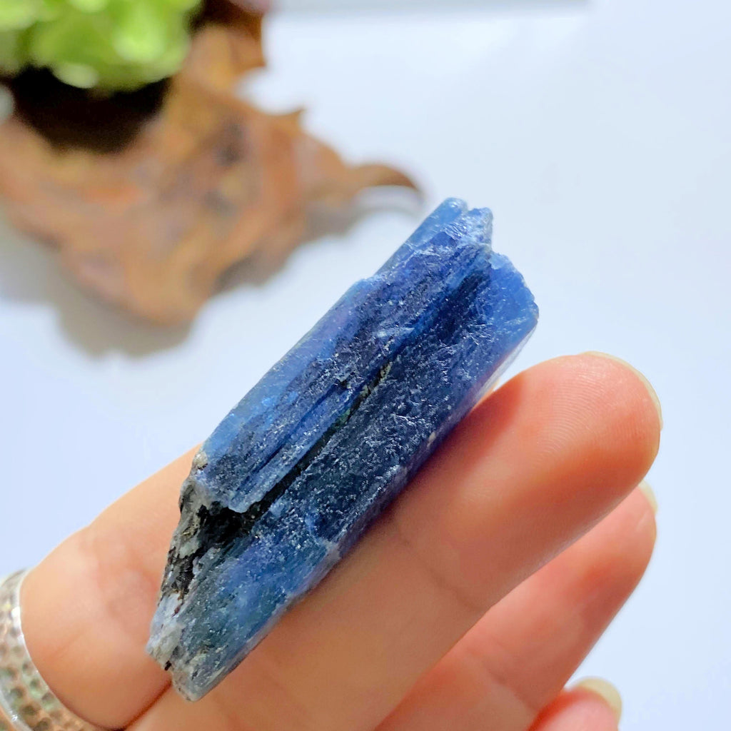 High Grade Gemmy Deep Blue Kyanite Raw Point ~Locality Zimbabwe #6 - Earth Family Crystals