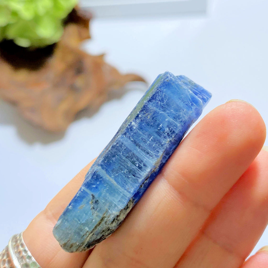 High Grade Gemmy Deep Blue Kyanite Raw Point ~Locality Zimbabwe #6 - Earth Family Crystals