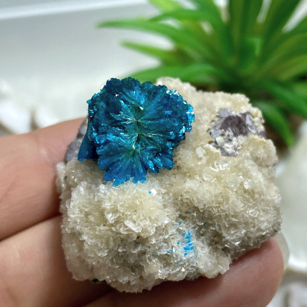 Collectors Cavansite Crystal On Sparkly Stilbite Matrix From India - Earth Family Crystals
