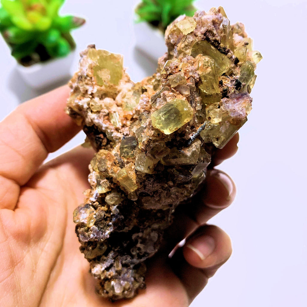 Incredible Power Packed Golden Apatite Loaded Cluster From Mexico - Earth Family Crystals