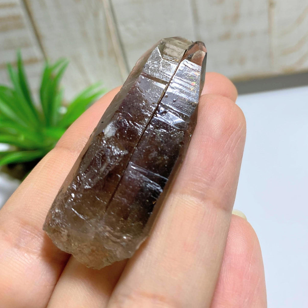 Natural Smoky Quartz Double Point Specimen~Locality: Malawi, Africa - Earth Family Crystals