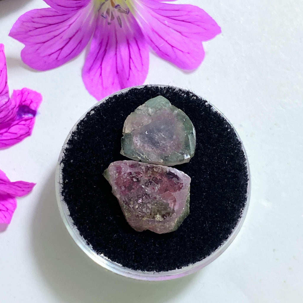 Watermelon Tourmaline Slices in Collectors Box From Brazil - Earth Family Crystals