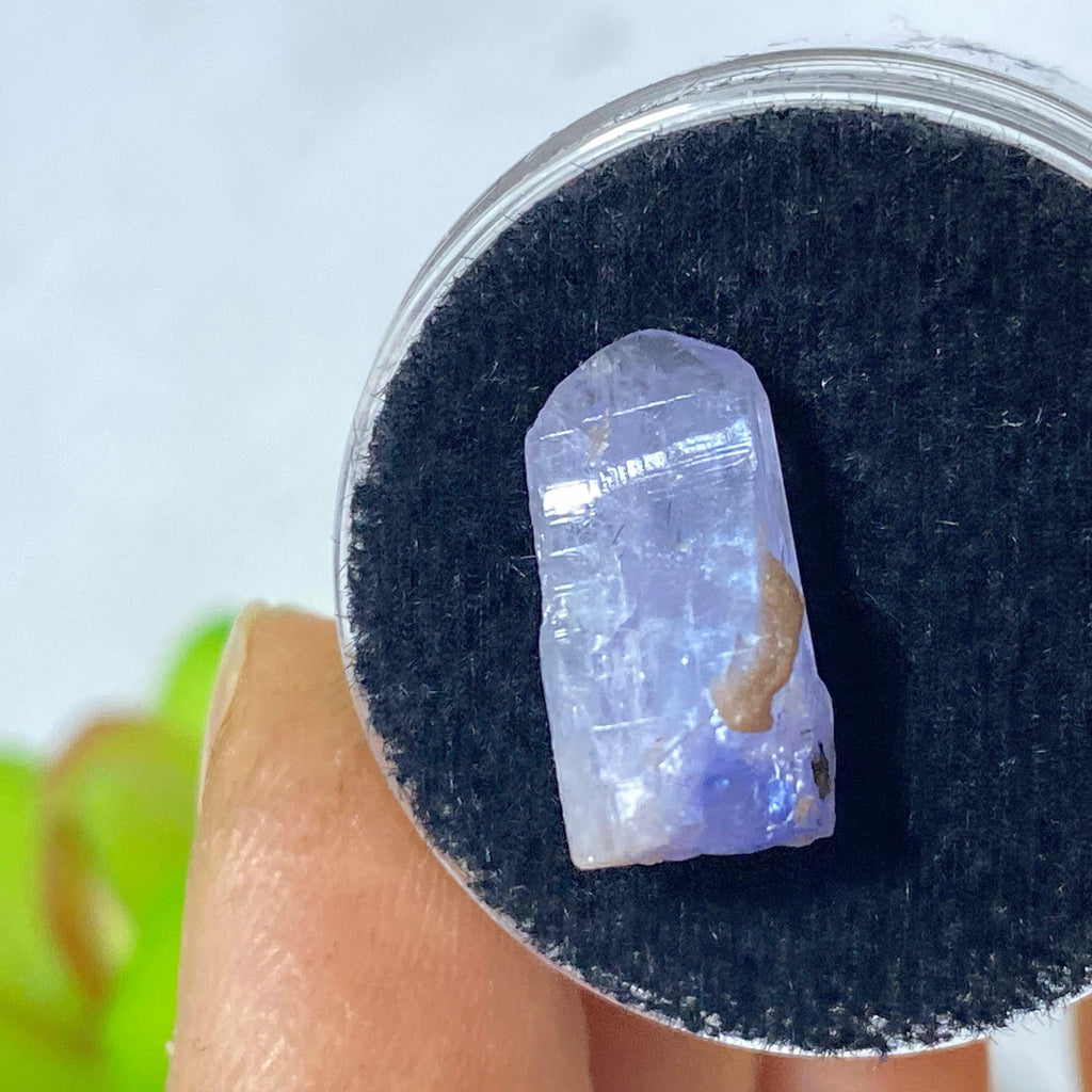 7 CT Terminated Gemmy Natural Tanzanite Specimen in Collectors Box - Earth Family Crystals