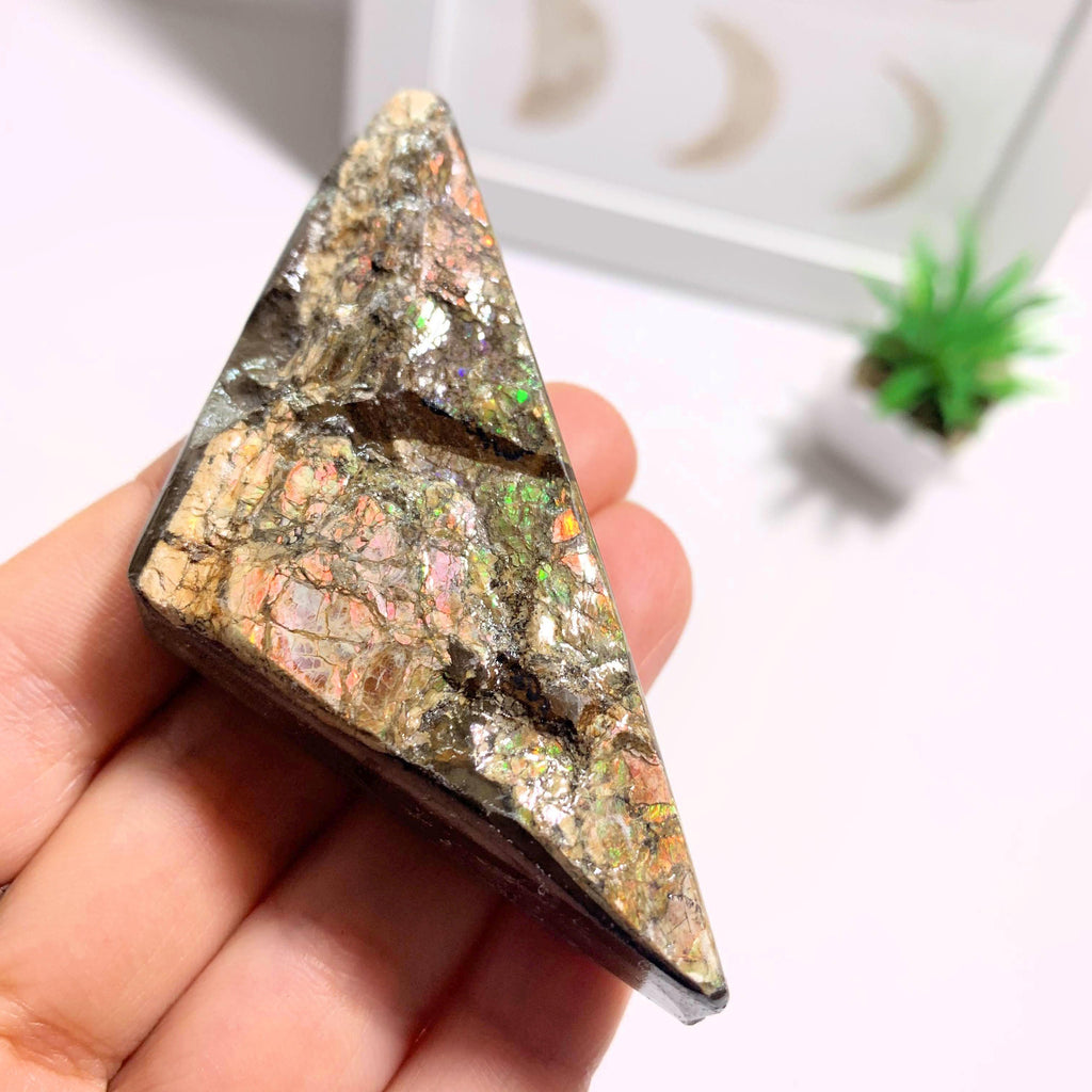 Chunky Alberta Ammolite Fossil Free Form Hand Held Specimen - Earth Family Crystals