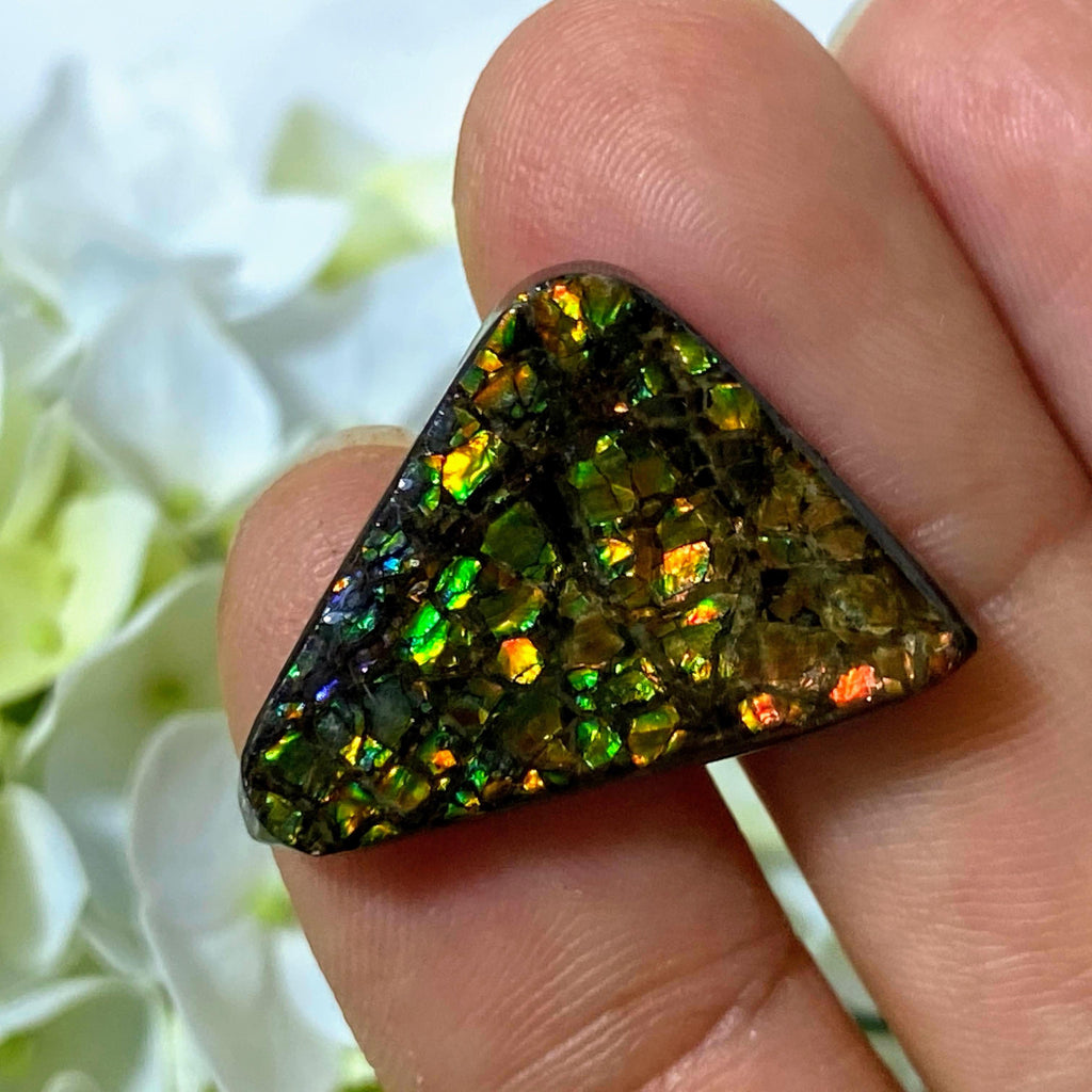 Genuine Ammolite Fossil Cabochon From Alberta~ Ideal for Crafting #1 - Earth Family Crystals
