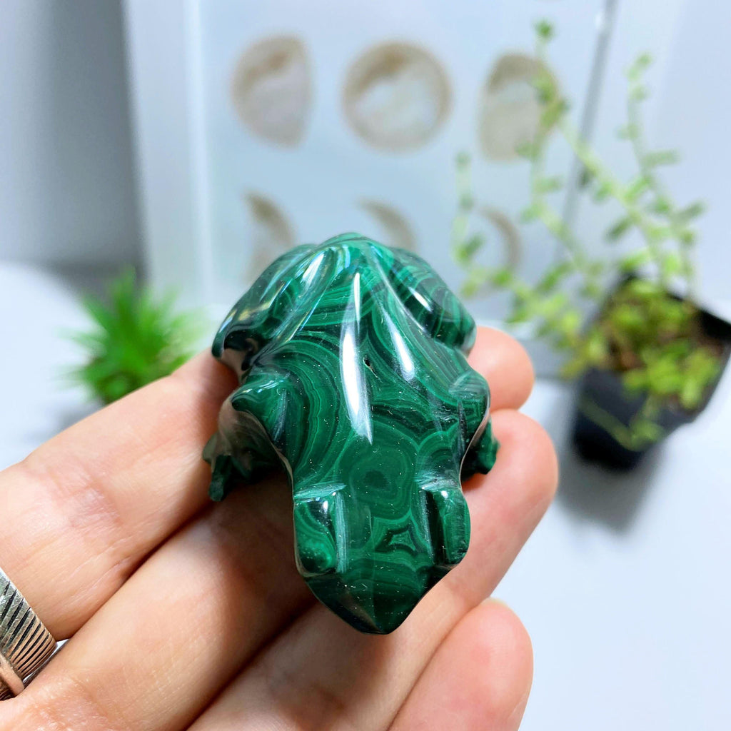 Malachite Frog  Display Carving #1 REDUCED - Earth Family Crystals