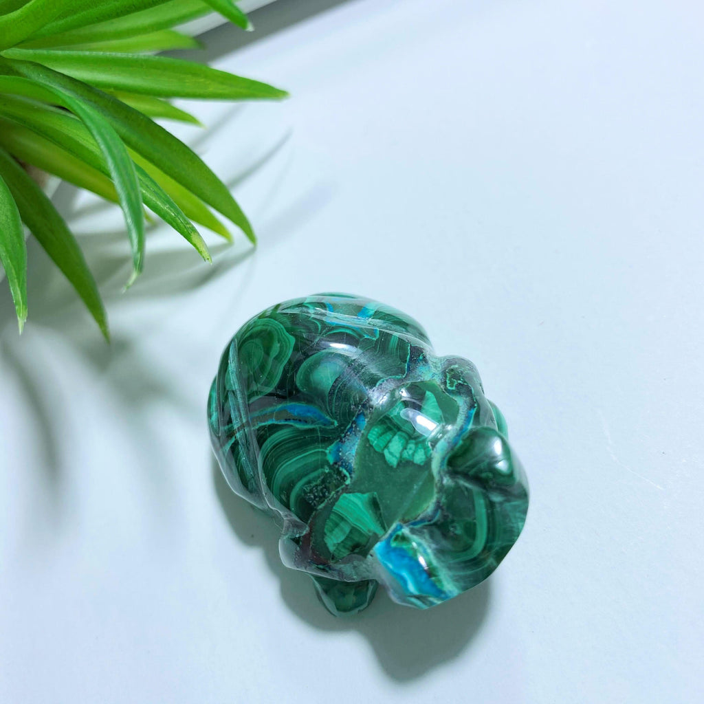 Malachite Frog with Chrysocolla Inclusions Display Carving #2 - Earth Family Crystals