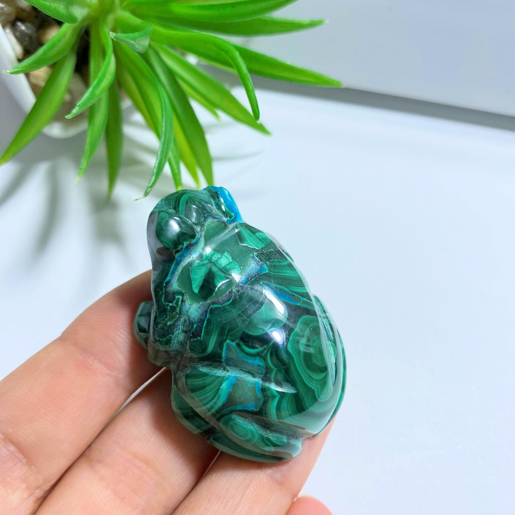 Malachite Frog with Chrysocolla Inclusions Display Carving #2 - Earth Family Crystals