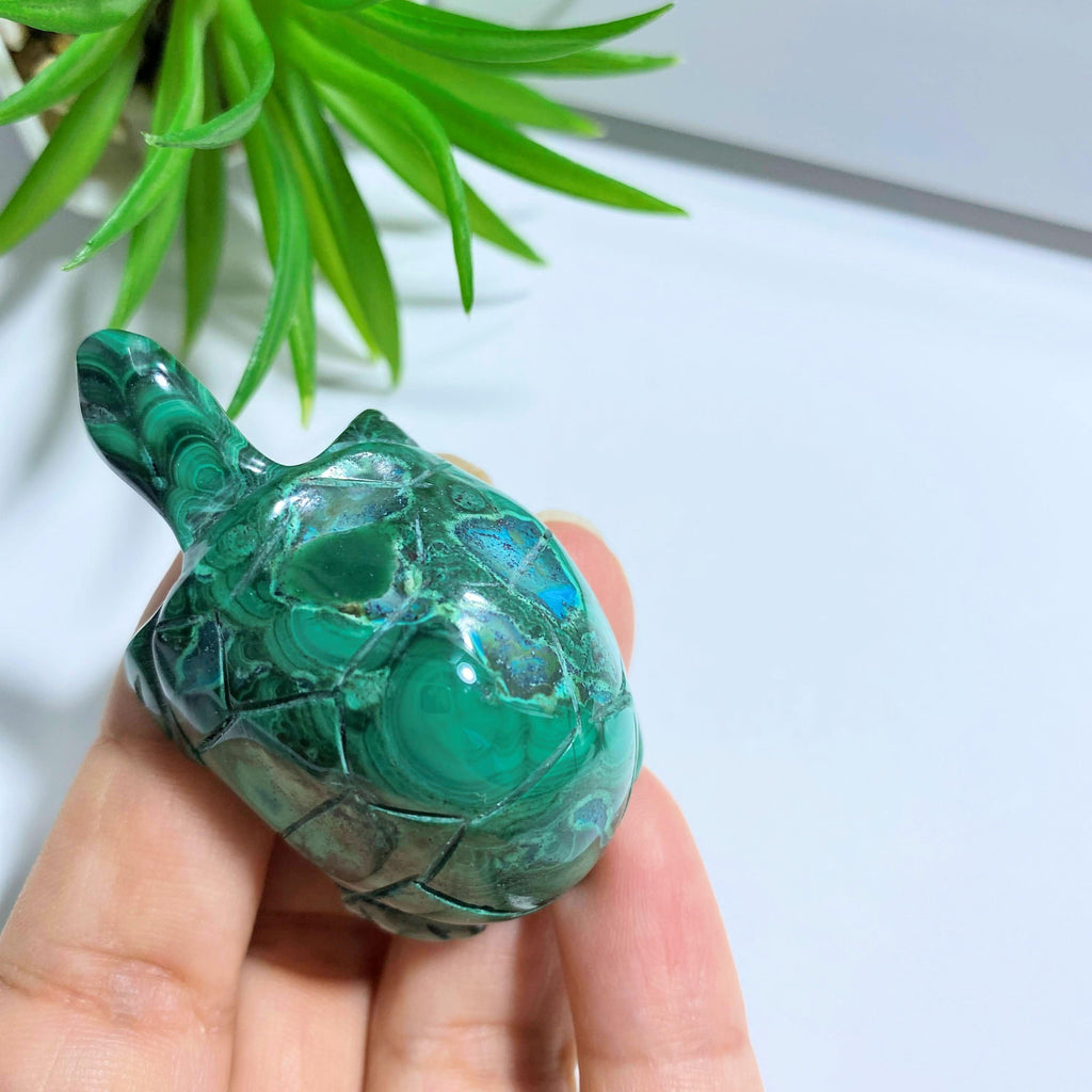 Malachite Turtle with Chrysocolla Inclusions Display Carving #1 - Earth Family Crystals