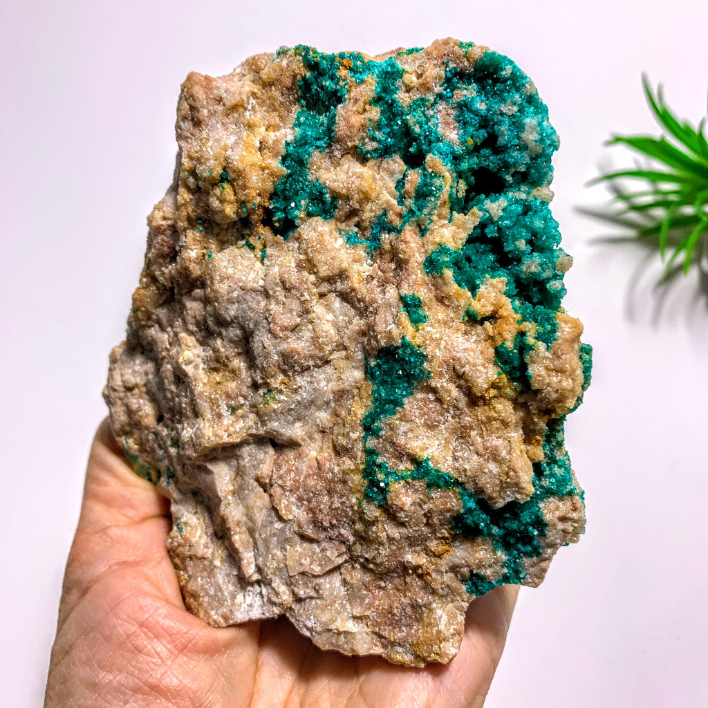 Rare! Sparkling Dioptase Crystals Nestled in Large Rock Matrix~Locality Namibia - Earth Family Crystals