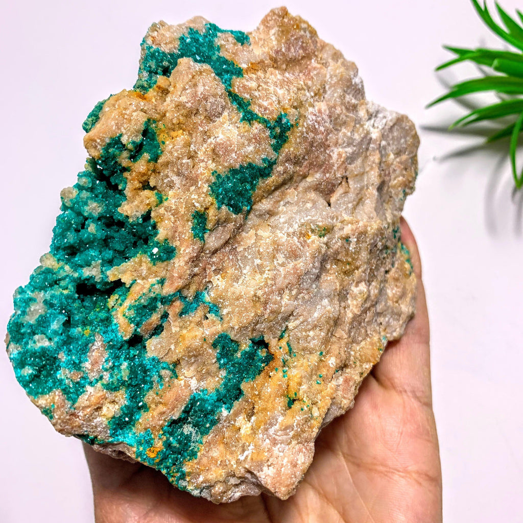 Rare! Sparkling Dioptase Crystals Nestled in Large Rock Matrix~Locality Namibia - Earth Family Crystals