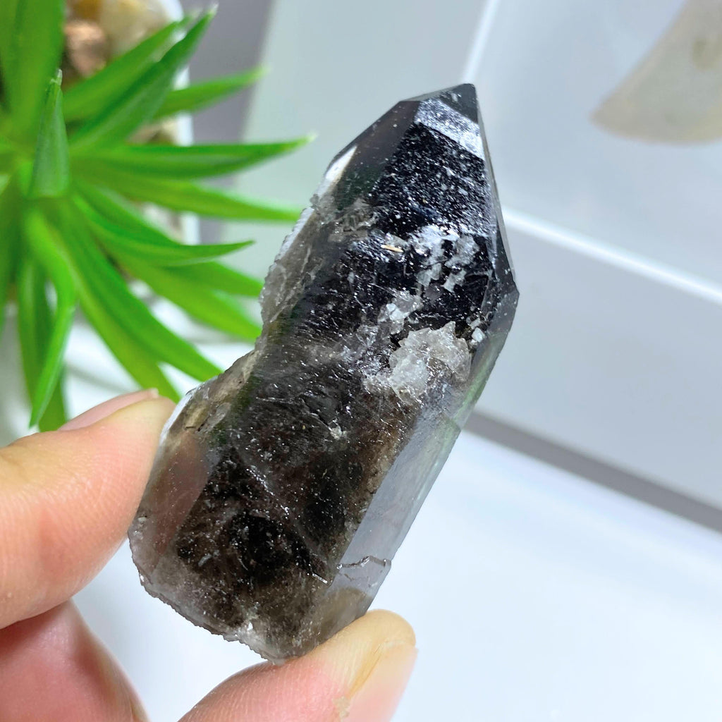 Natural Morion Smoky Quartz Point~Locality Namibia - Earth Family Crystals