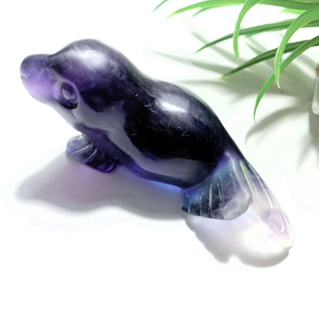 Adorable Rainbow Fluorite Sea Lion Display Carving *REDUCED* - Earth Family Crystals