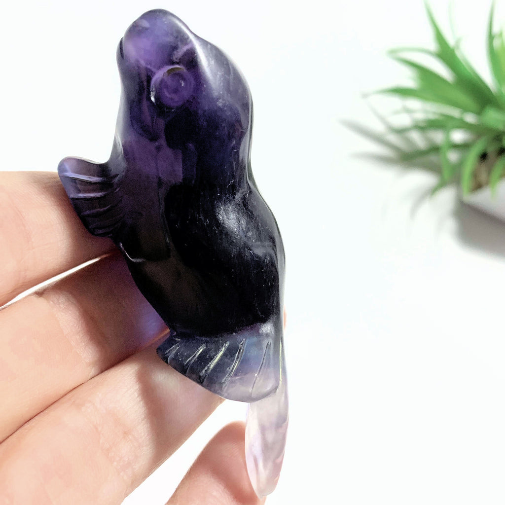 Adorable Rainbow Fluorite Sea Lion Display Carving *REDUCED* - Earth Family Crystals