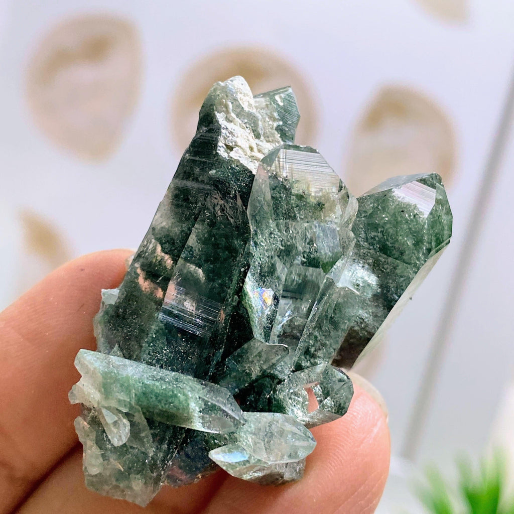 Rare ~Samadhi Green Himalayan Quartz Cluster #6 - Earth Family Crystals