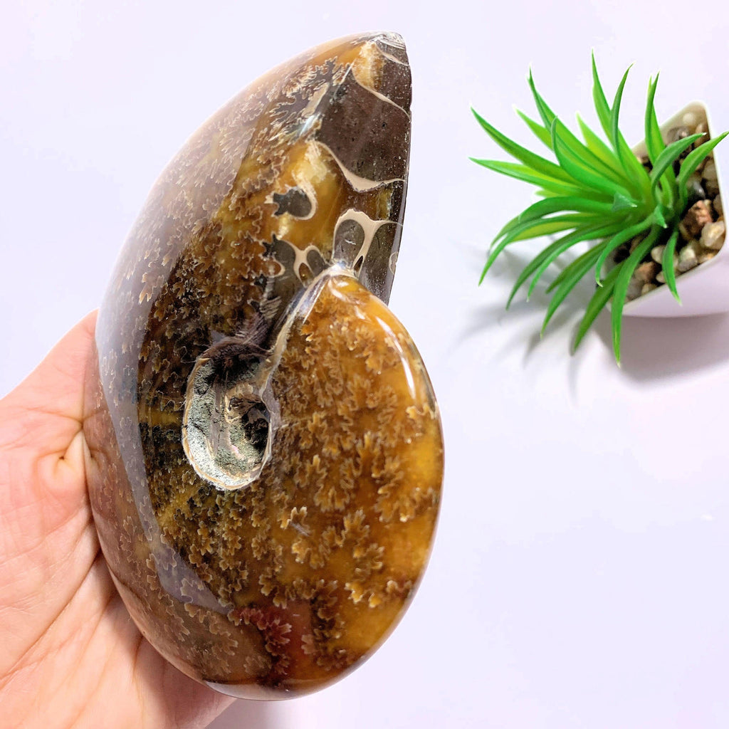 Stunning Large Partially Polished Ammonite Display Fossil From Madagascar - Earth Family Crystals