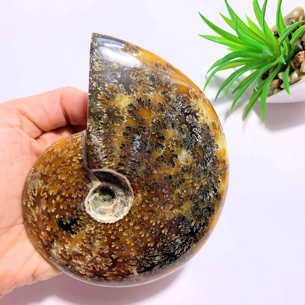 Stunning Large Partially Polished Ammonite Display Fossil From Madagascar - Earth Family Crystals
