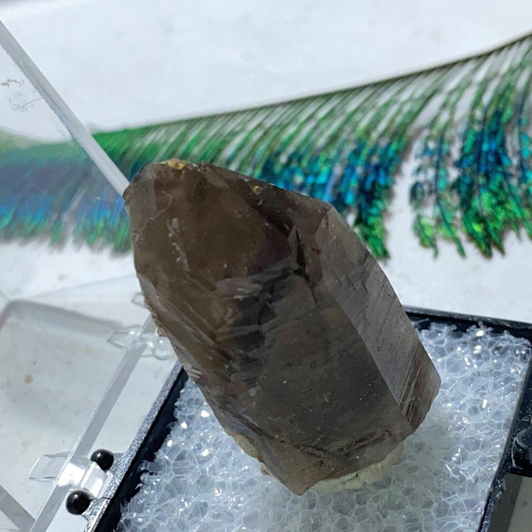 Famous Locale~ Natural Smoky Quartz Point in Collectors Box From Lake George, Colorado - Earth Family Crystals