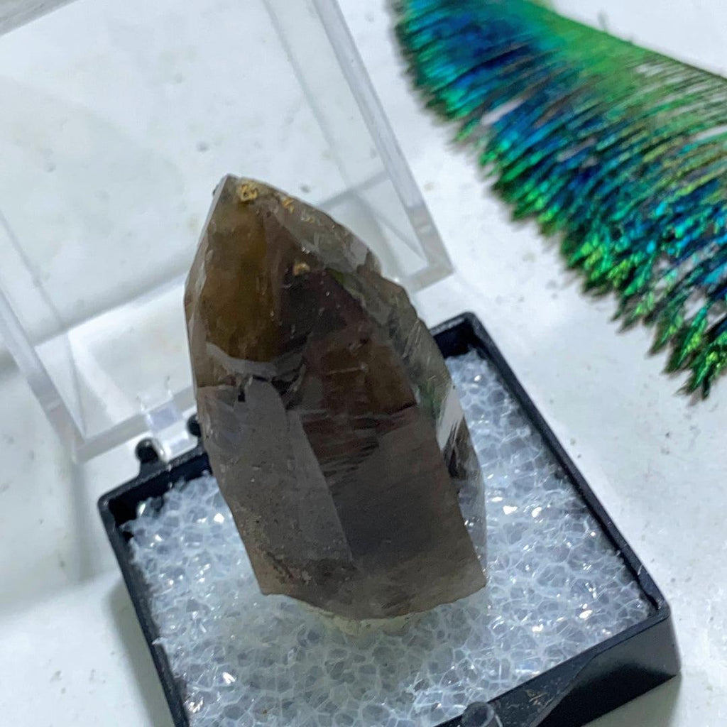 Famous Locale~ Natural Smoky Quartz Point in Collectors Box From Lake George, Colorado - Earth Family Crystals