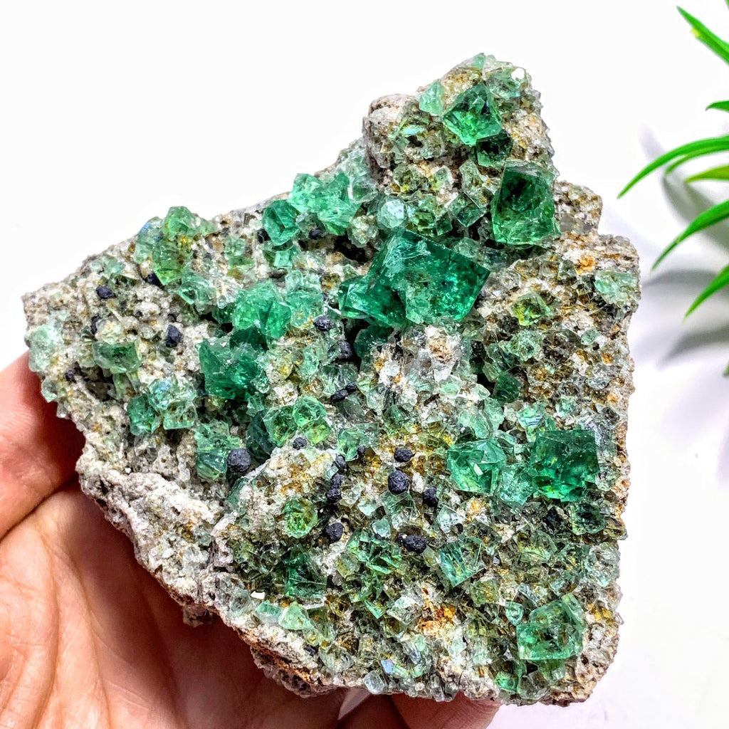 Rare Gemmy Green Cubic Fluorite From Famous Rogerley Mine, England - Earth Family Crystals