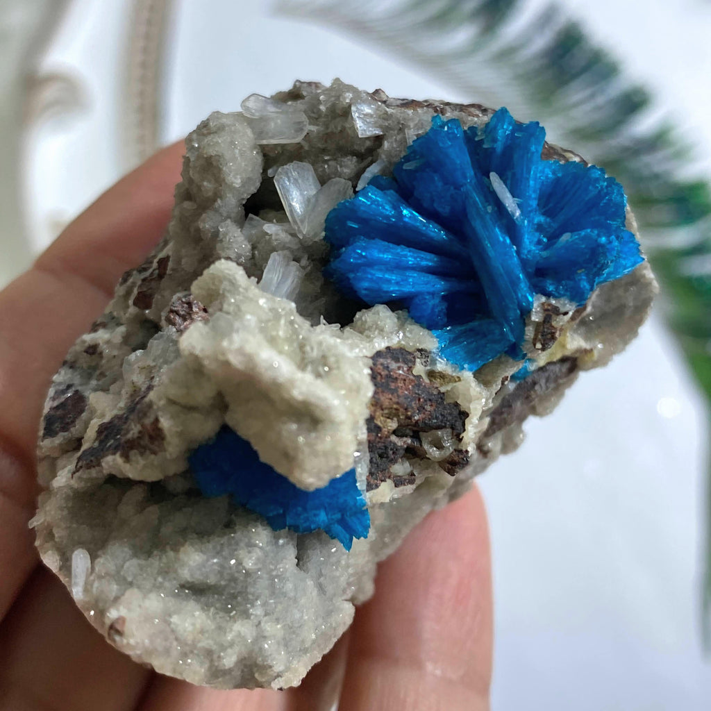 AA Grade Collectors Cavansite Crystals in Sparkly Druzy Stilbite Matrix From India - Earth Family Crystals