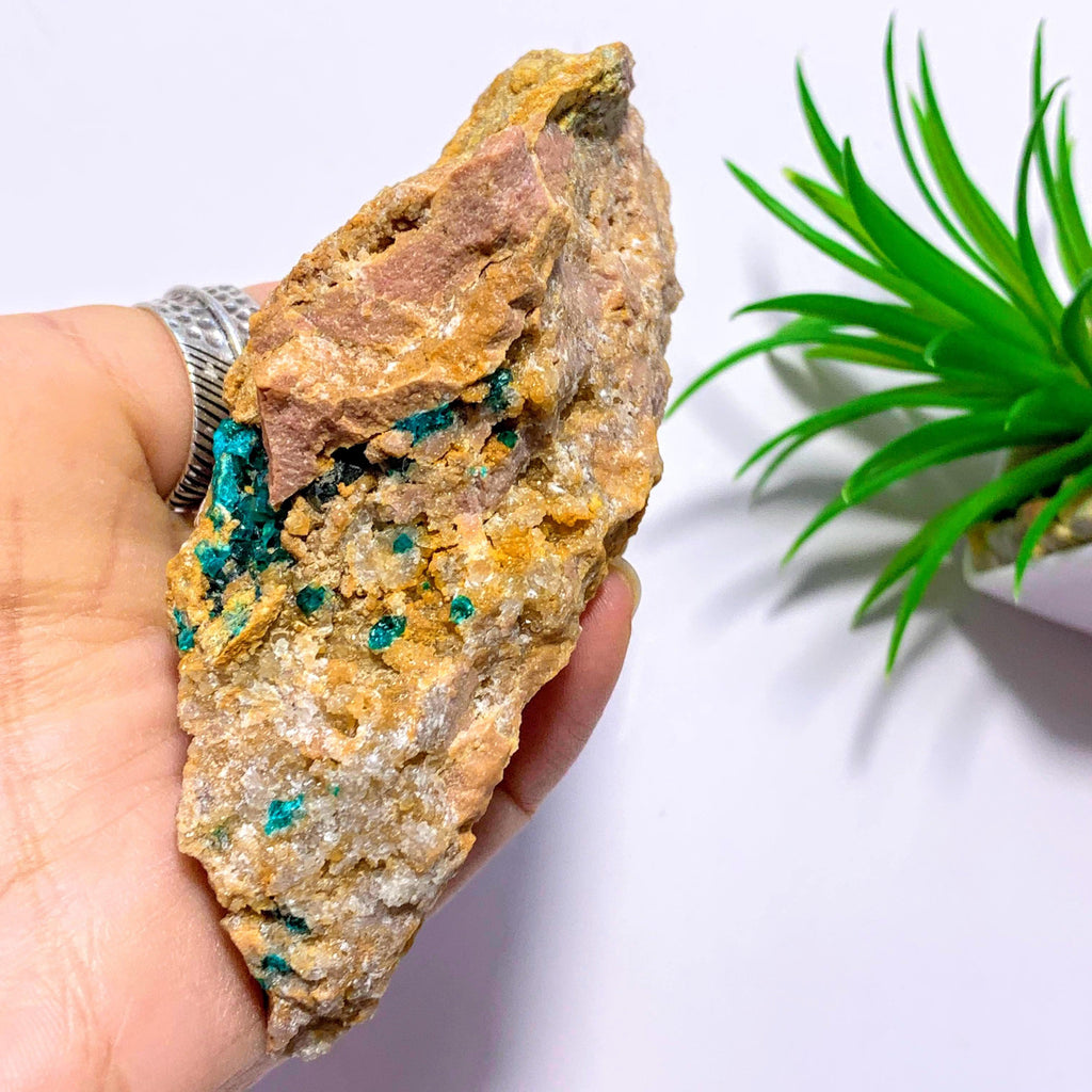 Emerald Green Raw Dioptase Crystals Nestled in Rock Matrix~Locality Namibia - Earth Family Crystals