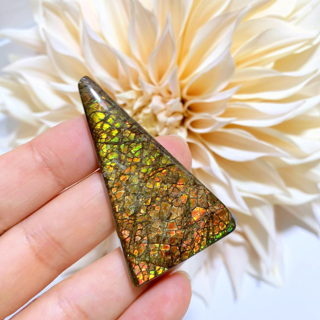 Ammolite Long Cabochon From Alberta ~Ideal for Crafting - Earth Family Crystals