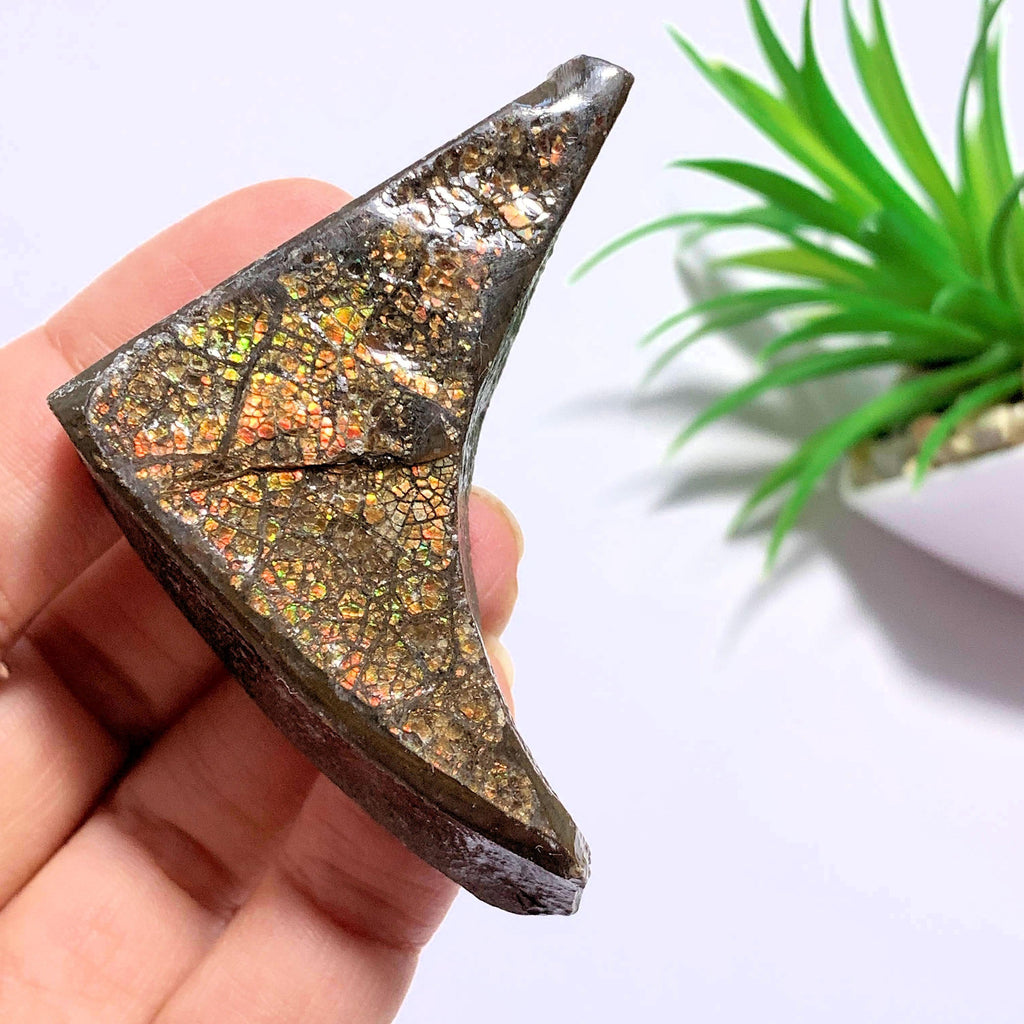 Chunky Alberta Ammolite Fossil Free Form Hand Held Specimen - Earth Family Crystals