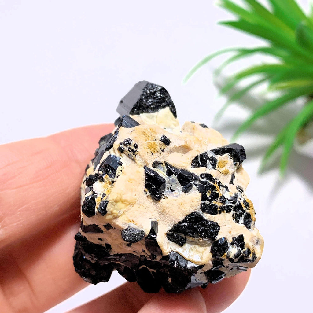 Black Tourmaline Points Nestled on Feldspar Matrix~Locality Brazil - Earth Family Crystals