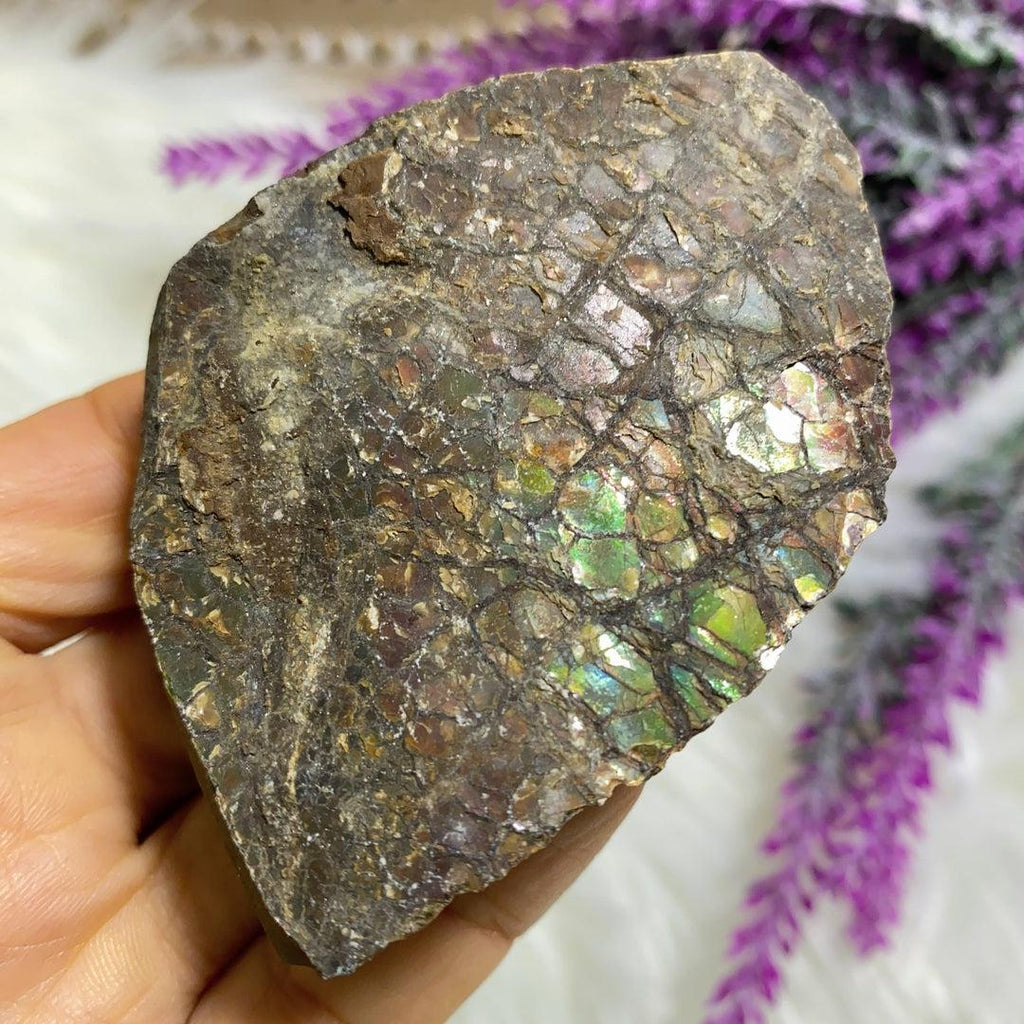 Genuine Natural Alberta Ammolite Fossil Free Form Hand Held Specimen - Earth Family Crystals