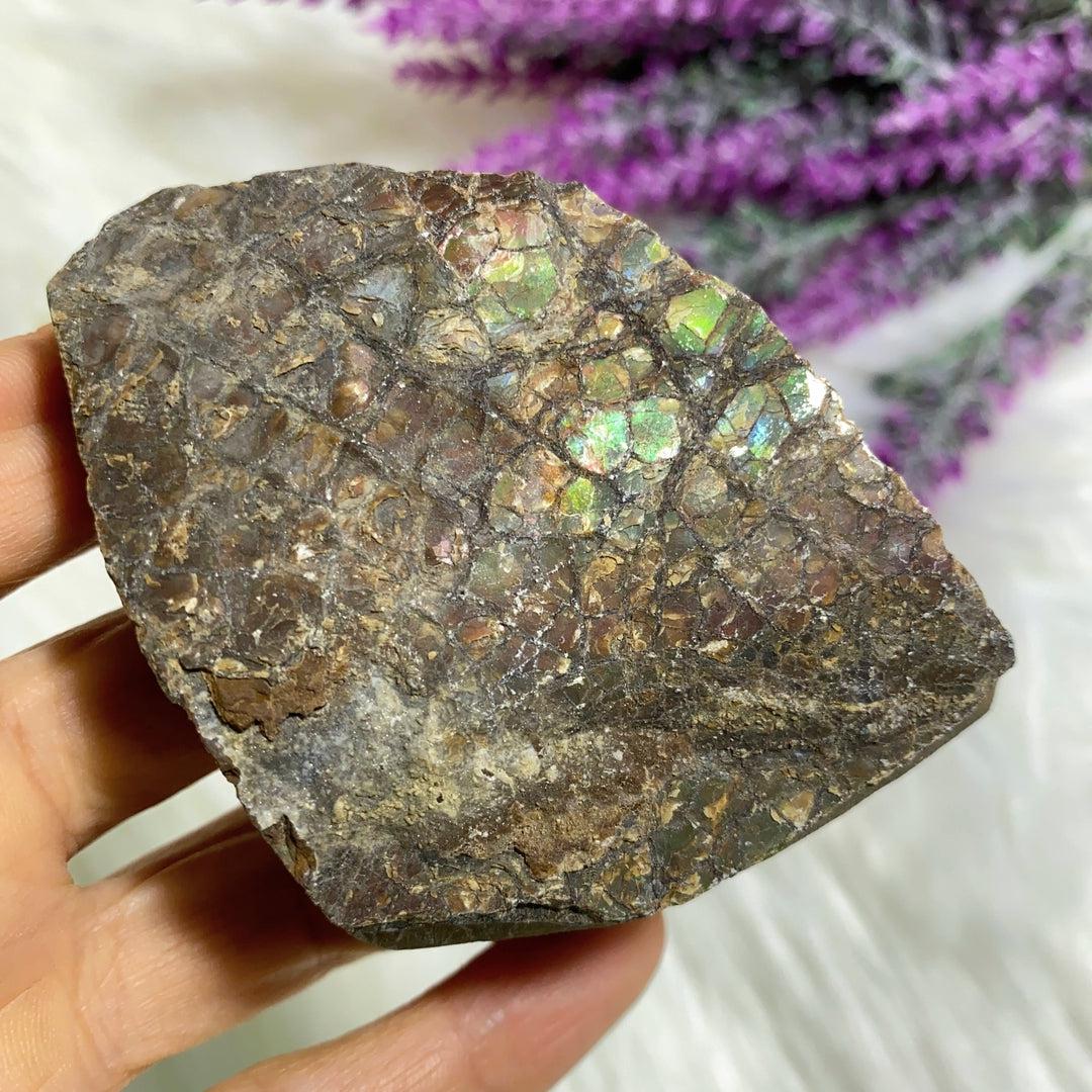 Genuine Natural Alberta Ammolite Fossil Free Form Hand Held Specimen - Earth Family Crystals