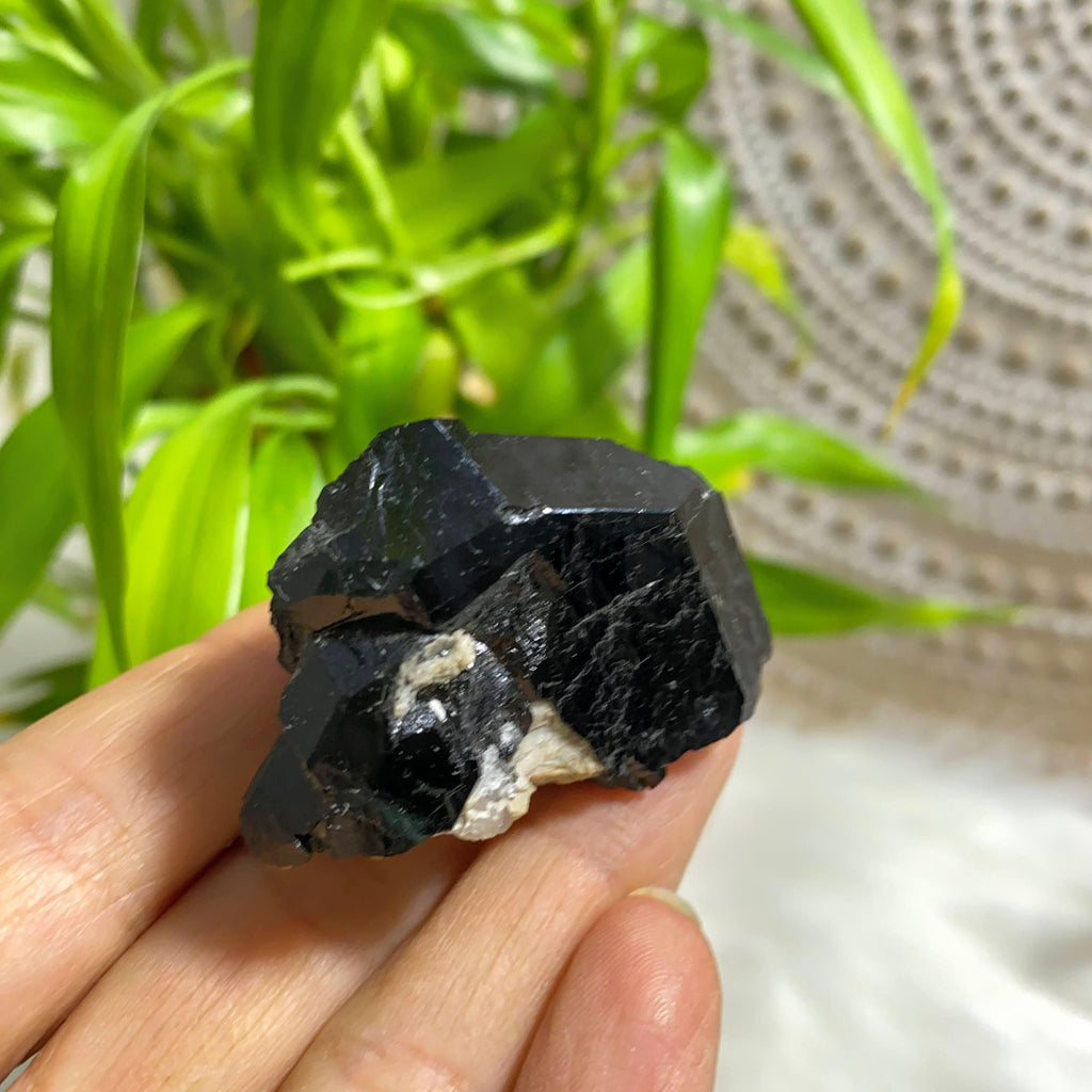 Rare Locale~ Shiny Jet Black Dravite Tourmaline (exUVITE) Crystal Collecotrs Specimen, Pierrepont NY - Earth Family Crystals